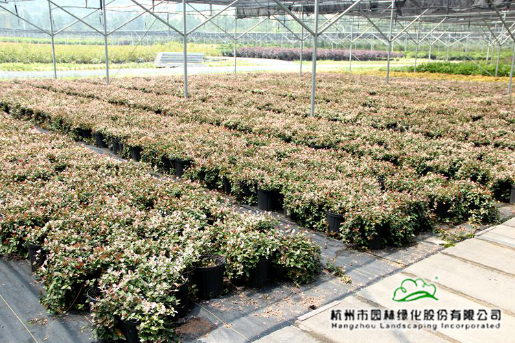 亚洲精品白浆高清久久久久久