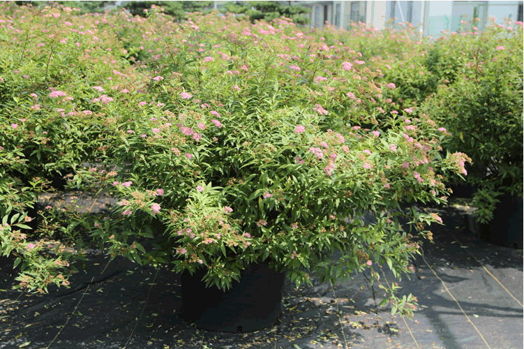 亚洲精品白浆高清久久久久久