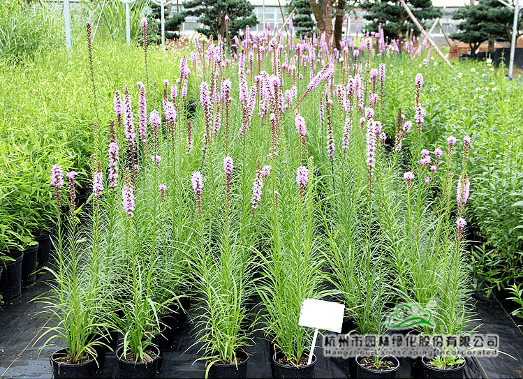 亚洲精品白浆高清久久久久久