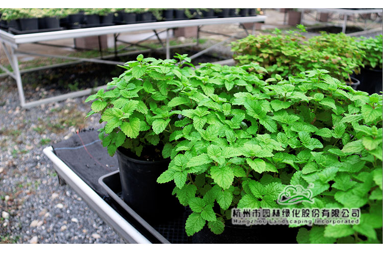 亚洲精品白浆高清久久久久久