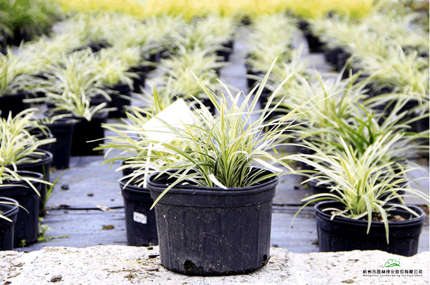 亚洲精品白浆高清久久久久久