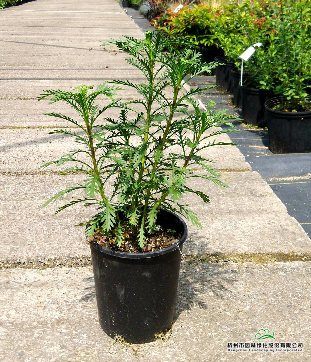 亚洲精品白浆高清久久久久久