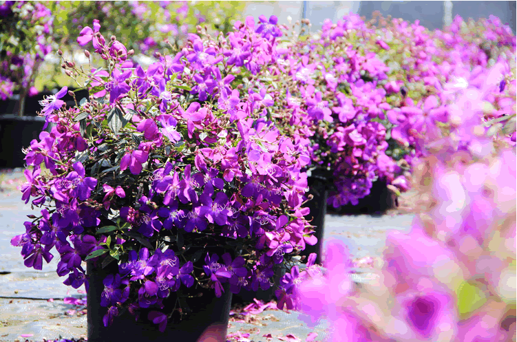 亚洲精品白浆高清久久久久久