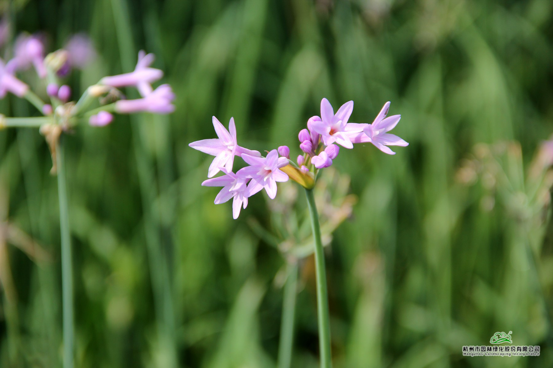 亚洲精品白浆高清久久久久久