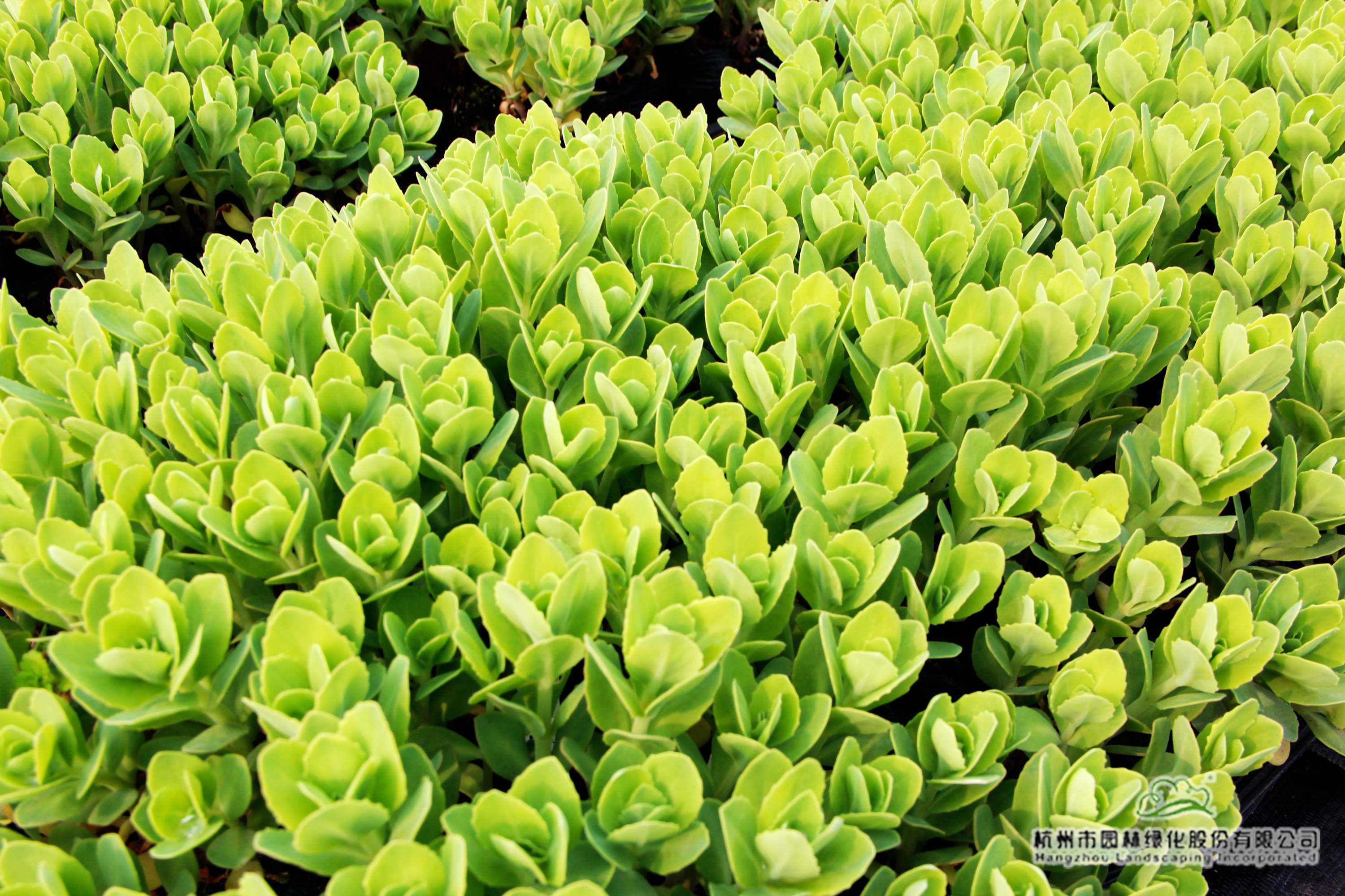 亚洲精品白浆高清久久久久久