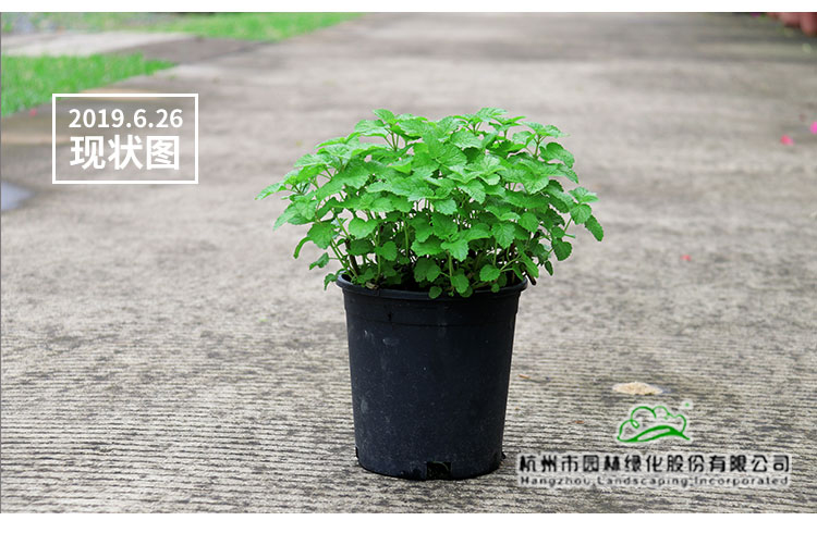 亚洲精品白浆高清久久久久久