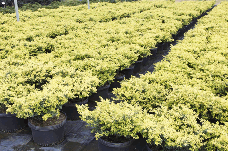 亚洲精品白浆高清久久久久久