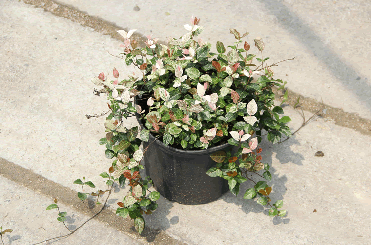 亚洲精品白浆高清久久久久久