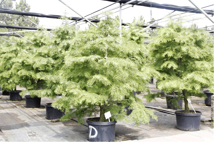 亚洲精品白浆高清久久久久久