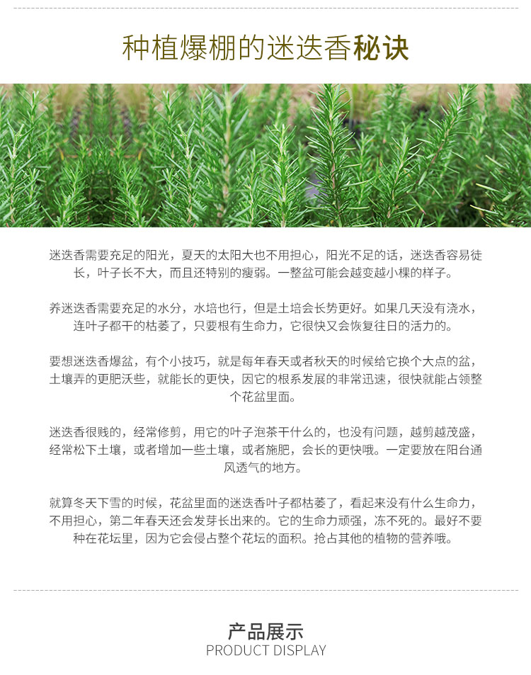 亚洲精品白浆高清久久久久久