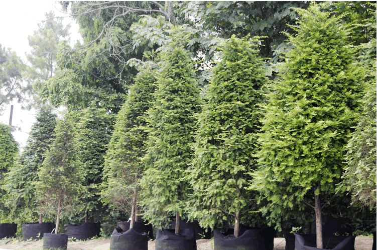 亚洲精品白浆高清久久久久久