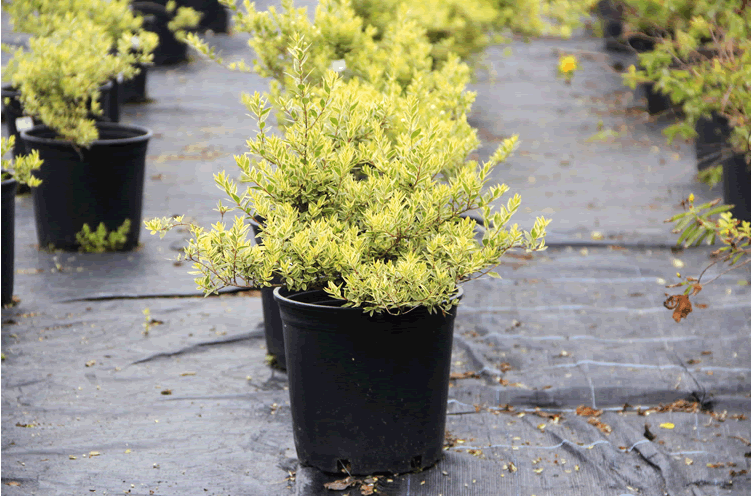 亚洲精品白浆高清久久久久久