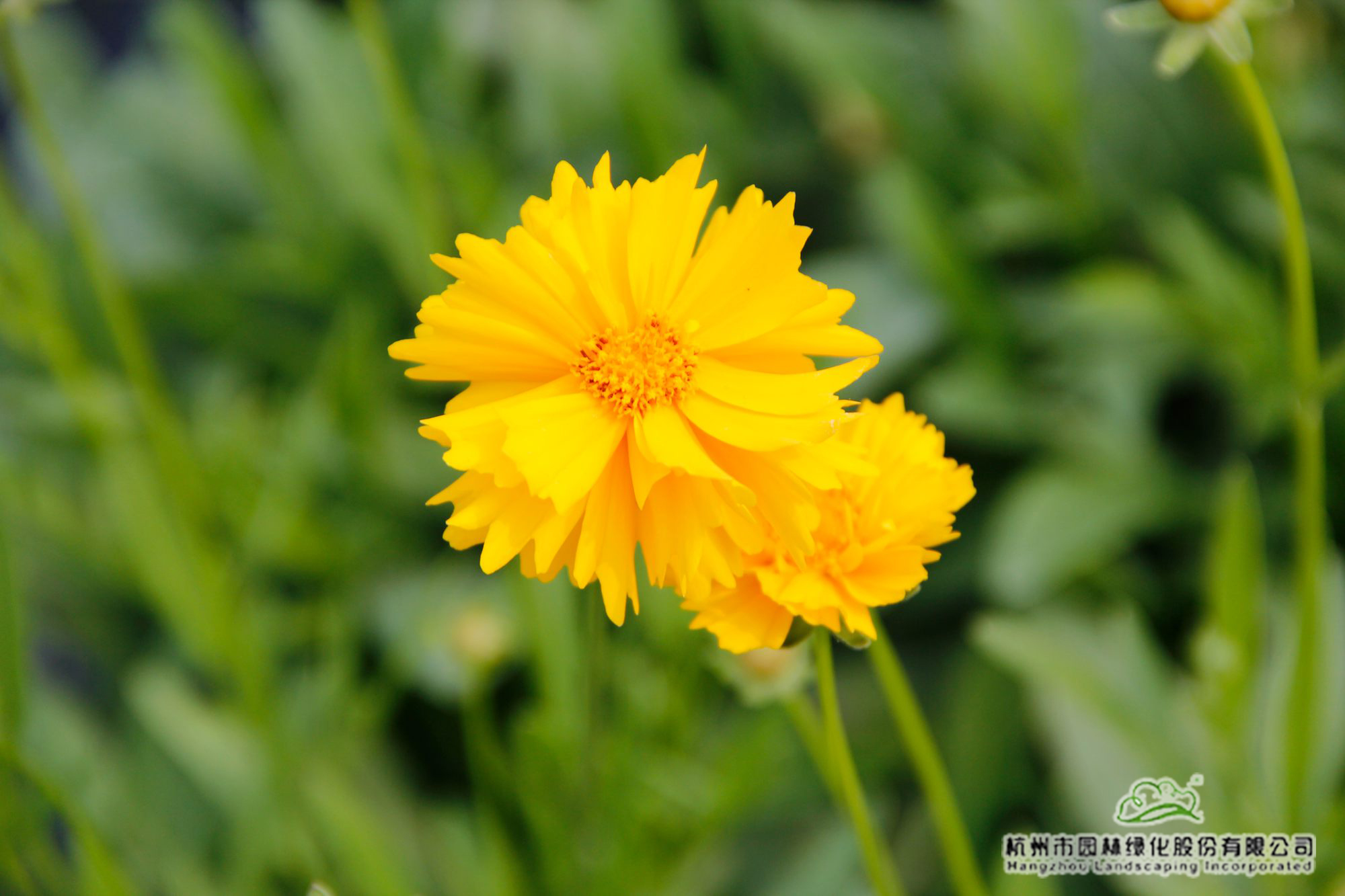 亚洲精品白浆高清久久久久久