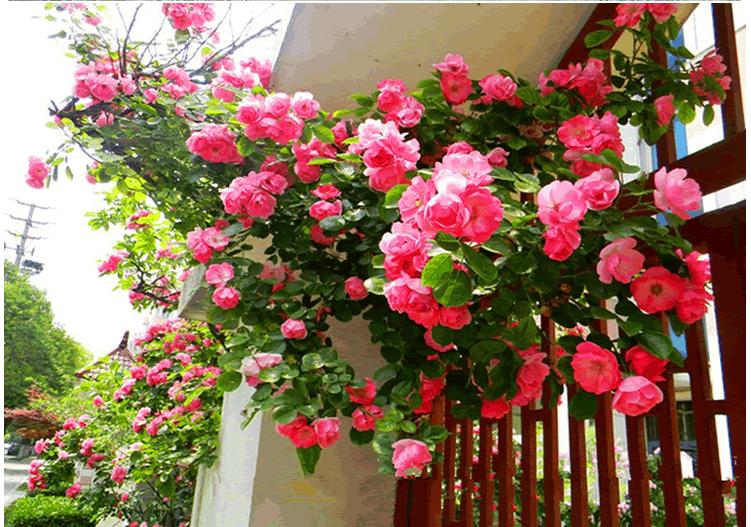 亚洲精品白浆高清久久久久久