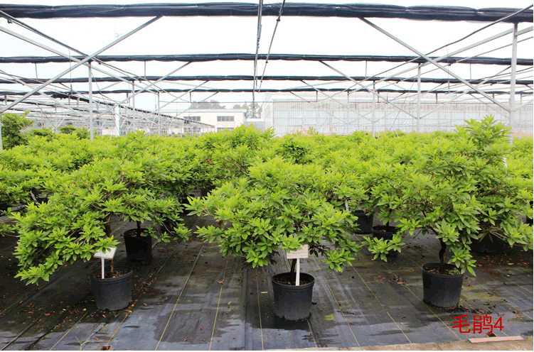 亚洲精品白浆高清久久久久久