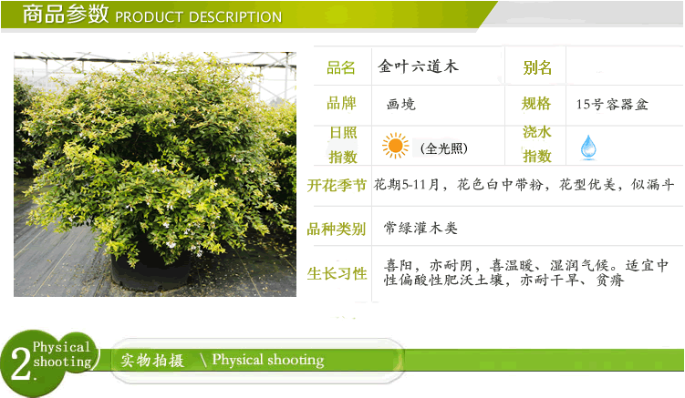 亚洲精品白浆高清久久久久久