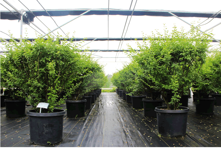 亚洲精品白浆高清久久久久久