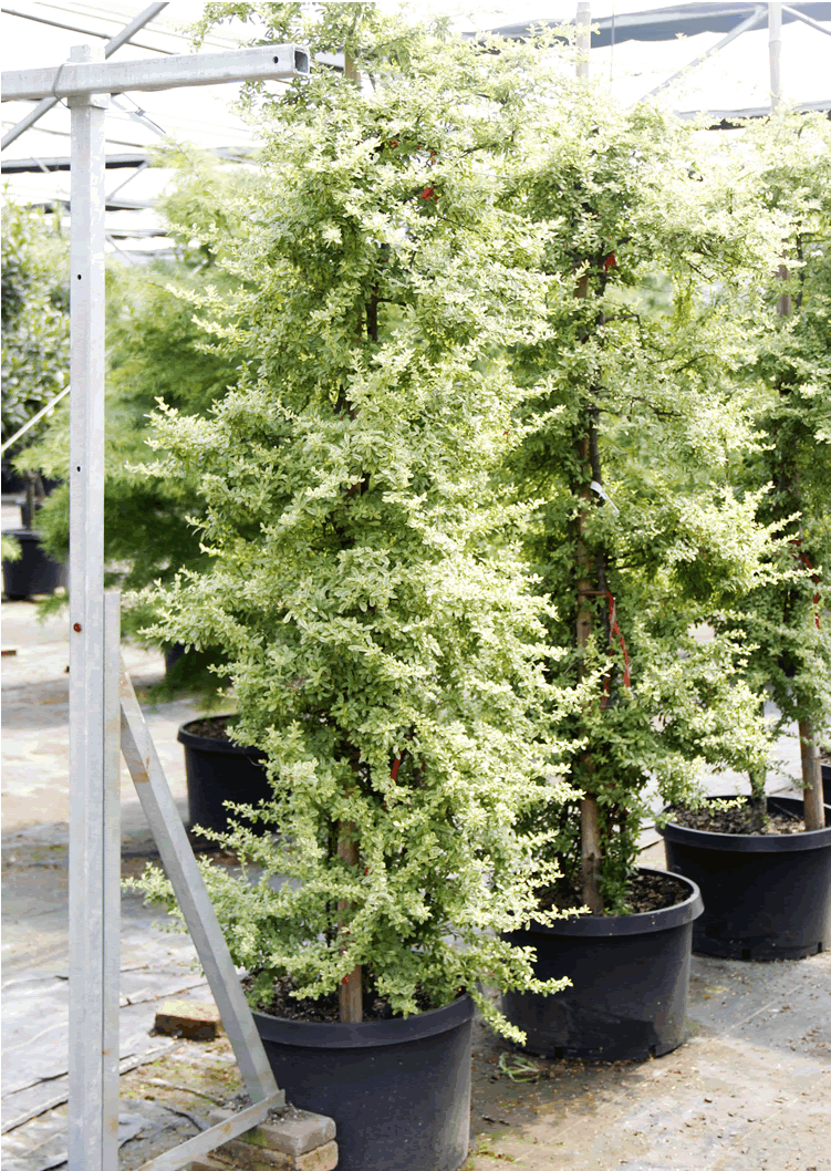 亚洲精品白浆高清久久久久久