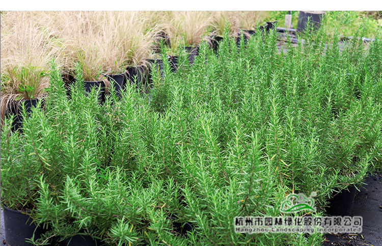 亚洲精品白浆高清久久久久久