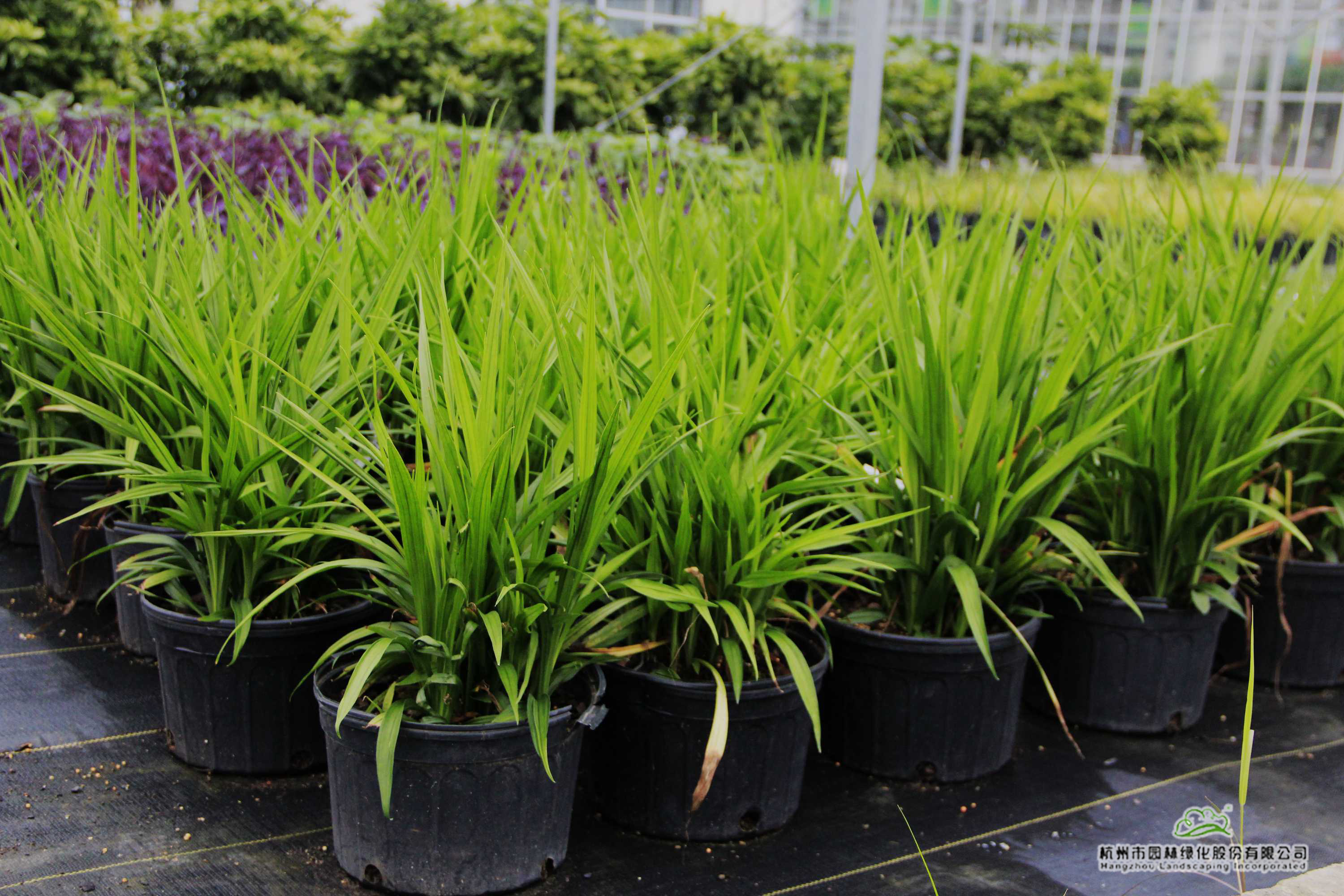 亚洲精品白浆高清久久久久久