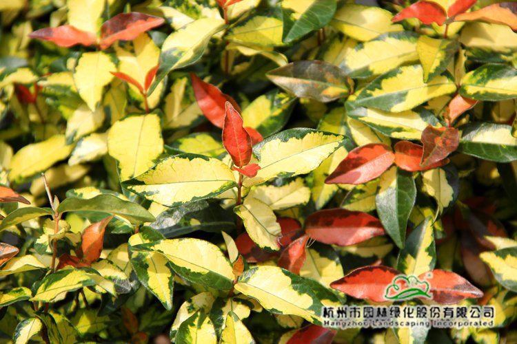 亚洲精品白浆高清久久久久久