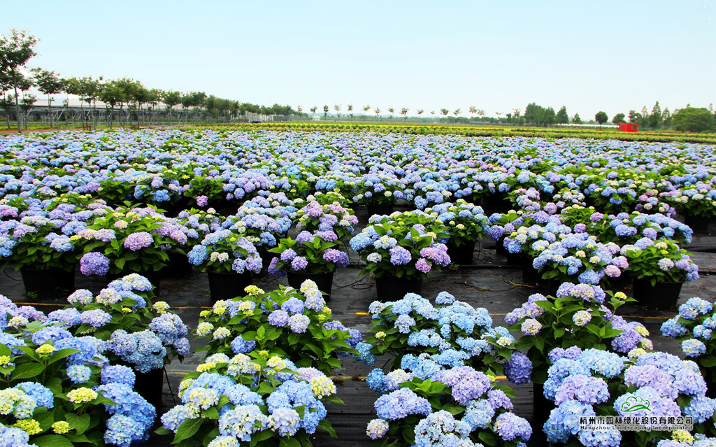 亚洲精品白浆高清久久久久久