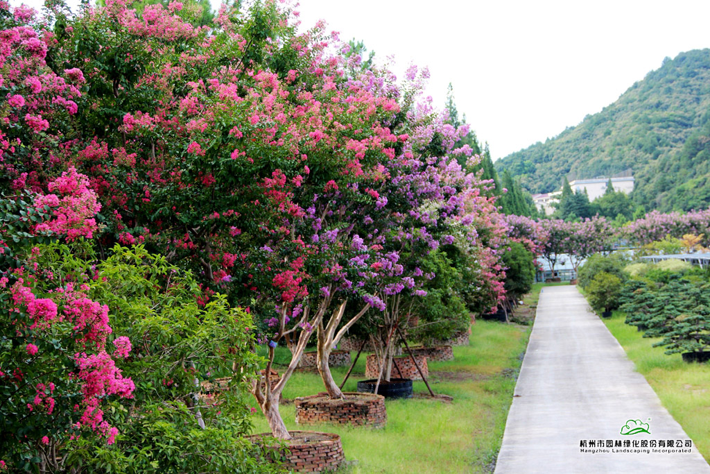 亚洲精品白浆高清久久久久久