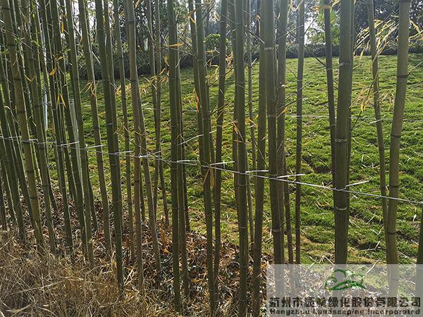 亚洲精品白浆高清久久久久久