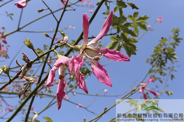 亚洲精品白浆高清久久久久久