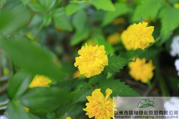 亚洲精品白浆高清久久久久久