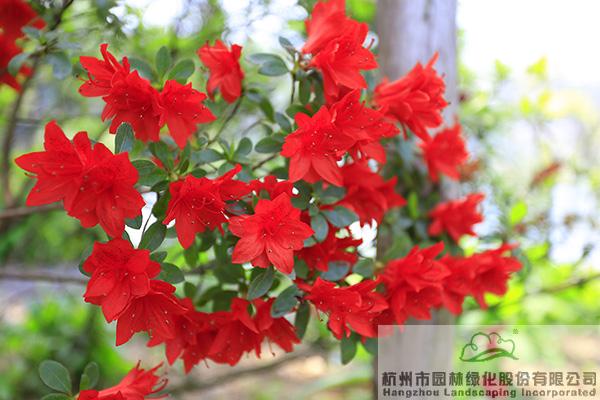 亚洲精品白浆高清久久久久久