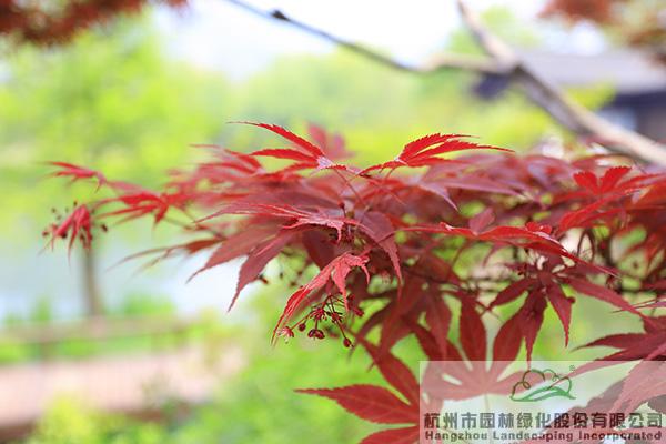 亚洲精品白浆高清久久久久久