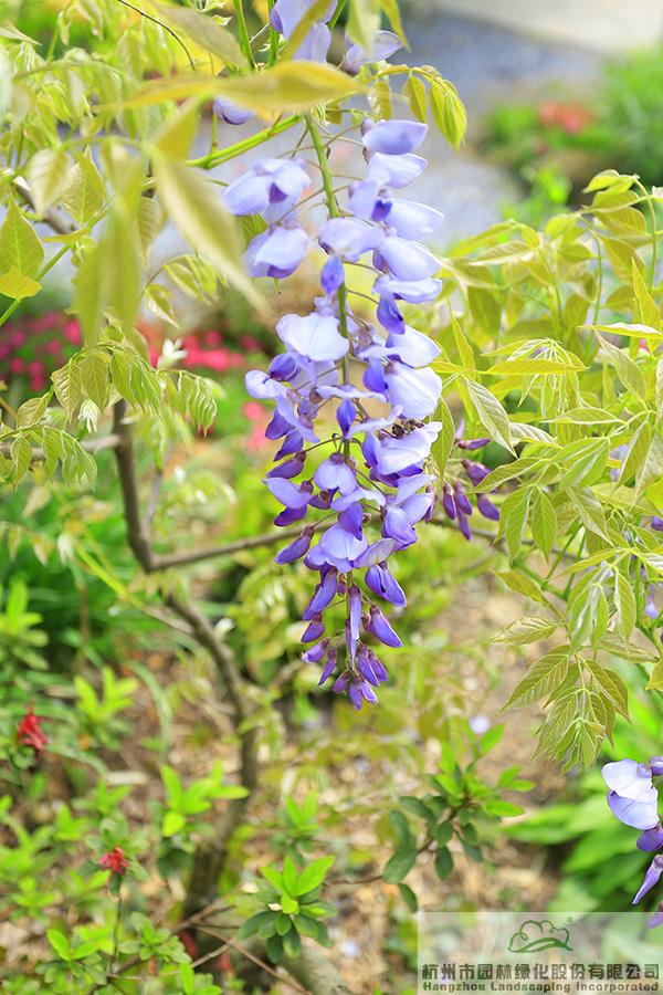 亚洲精品白浆高清久久久久久