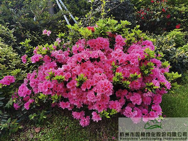 亚洲精品白浆高清久久久久久