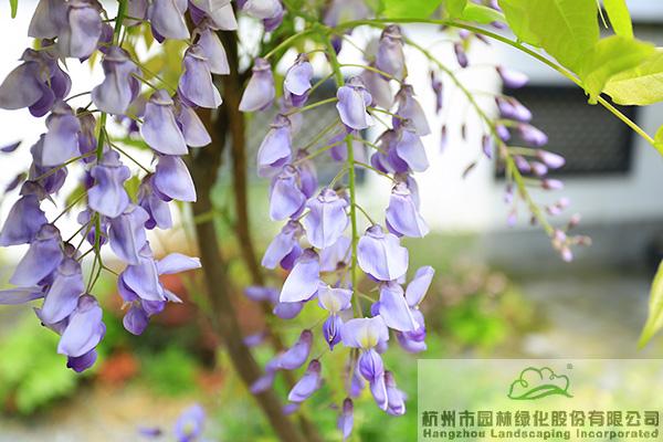 亚洲精品白浆高清久久久久久