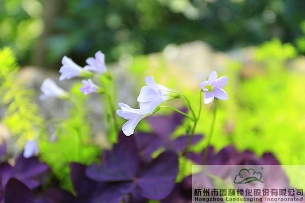 亚洲精品白浆高清久久久久久