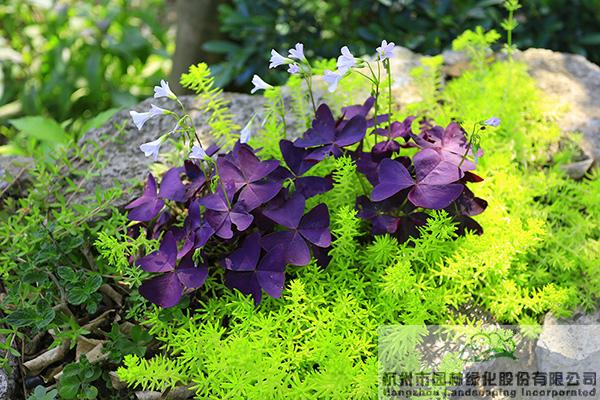 亚洲精品白浆高清久久久久久