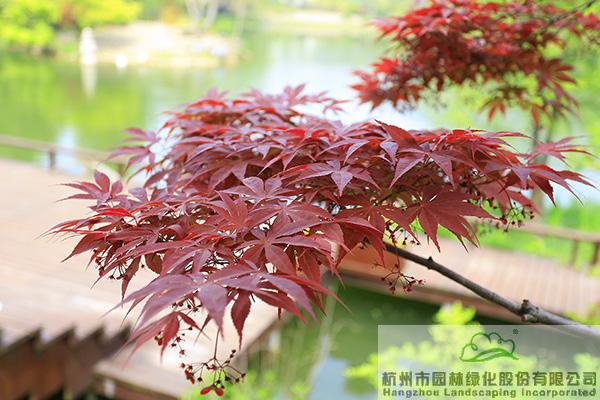 亚洲精品白浆高清久久久久久