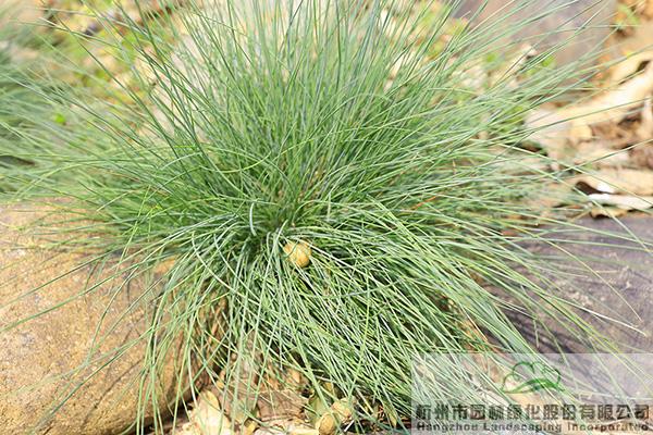 亚洲精品白浆高清久久久久久