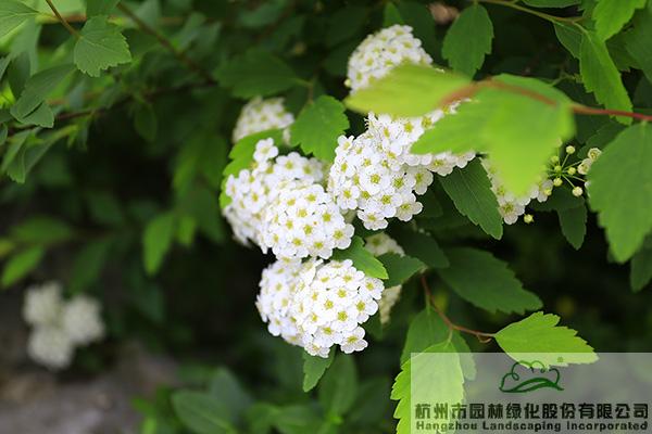 亚洲精品白浆高清久久久久久