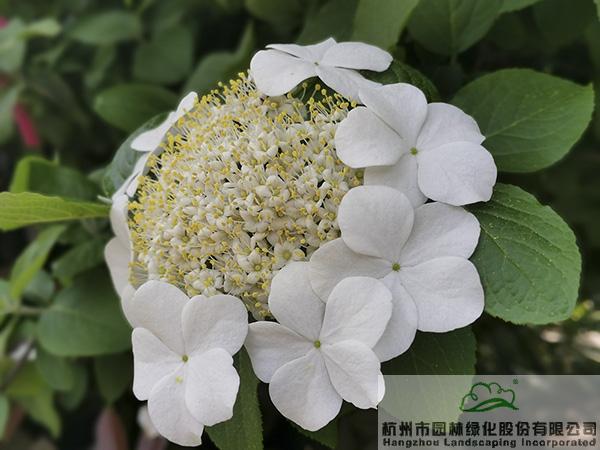 亚洲精品白浆高清久久久久久