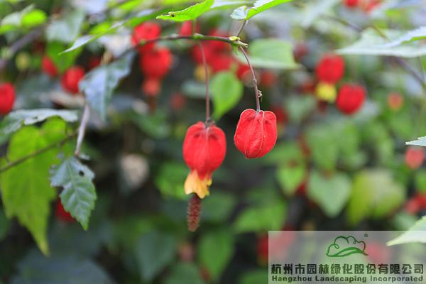 亚洲精品白浆高清久久久久久