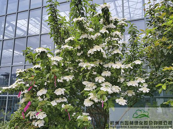 亚洲精品白浆高清久久久久久