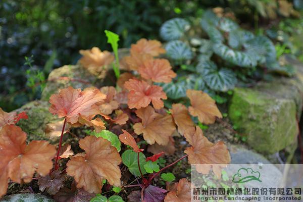 亚洲精品白浆高清久久久久久