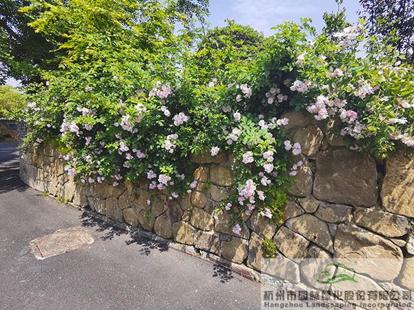 亚洲精品白浆高清久久久久久