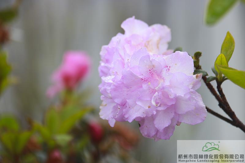 亚洲精品白浆高清久久久久久