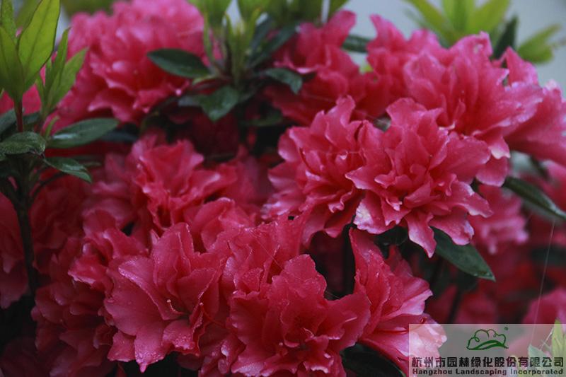 亚洲精品白浆高清久久久久久