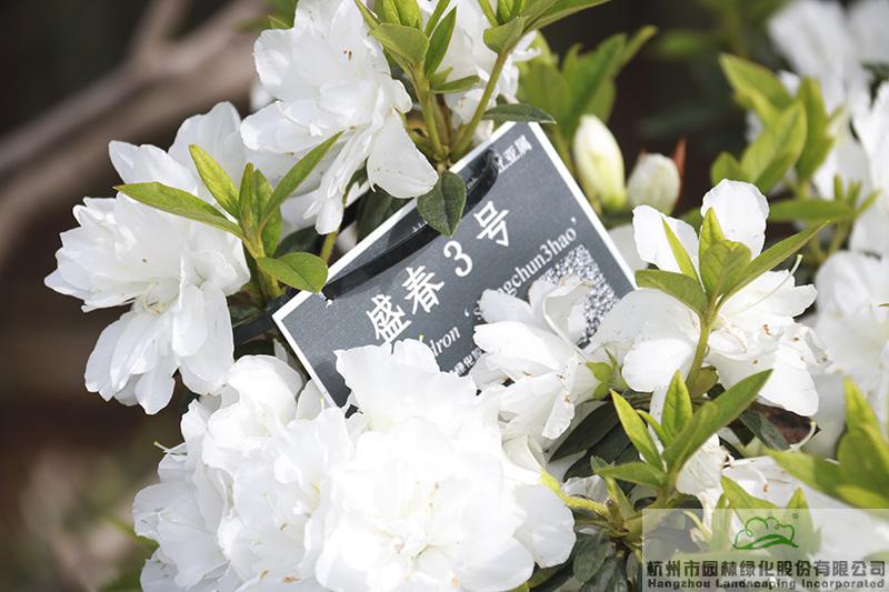 亚洲精品白浆高清久久久久久