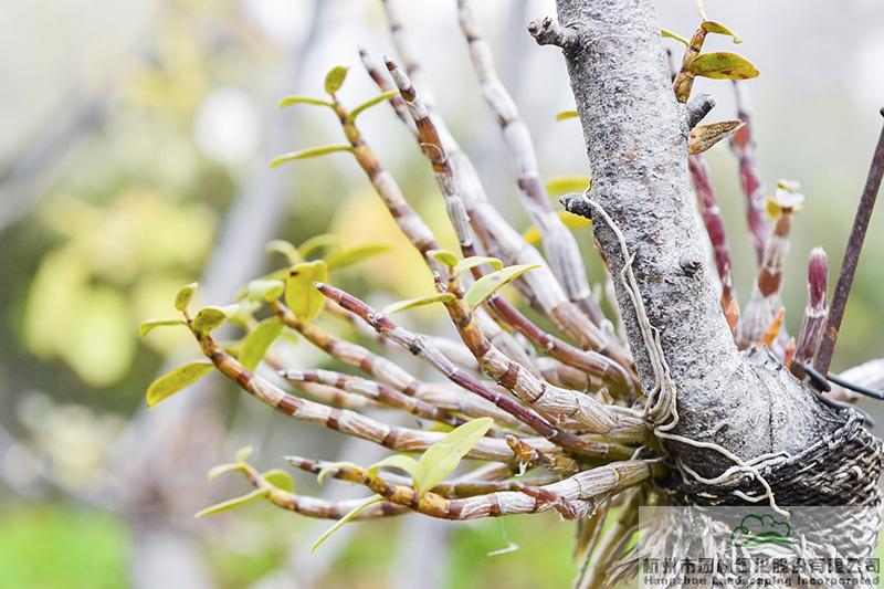 亚洲精品白浆高清久久久久久