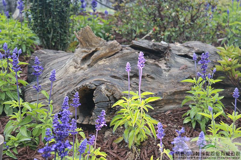 亚洲精品白浆高清久久久久久